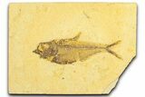 Detailed Fossil Fish (Diplomystus) - Wyoming #360748-1